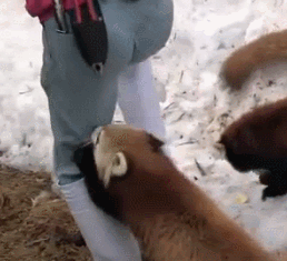 흉포함의 대명사 (잔인주의) | 인스티즈