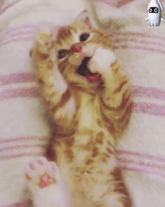 애기 냥이.gif | 인스티즈