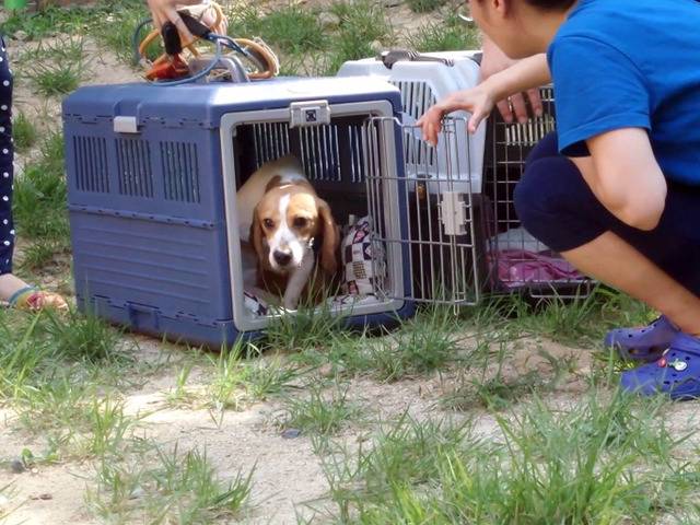 동물실험을 마친 비글들이 처음 잔디밭을 밟는 모습ㅠㅠ (우리나라야!!) | 인스티즈