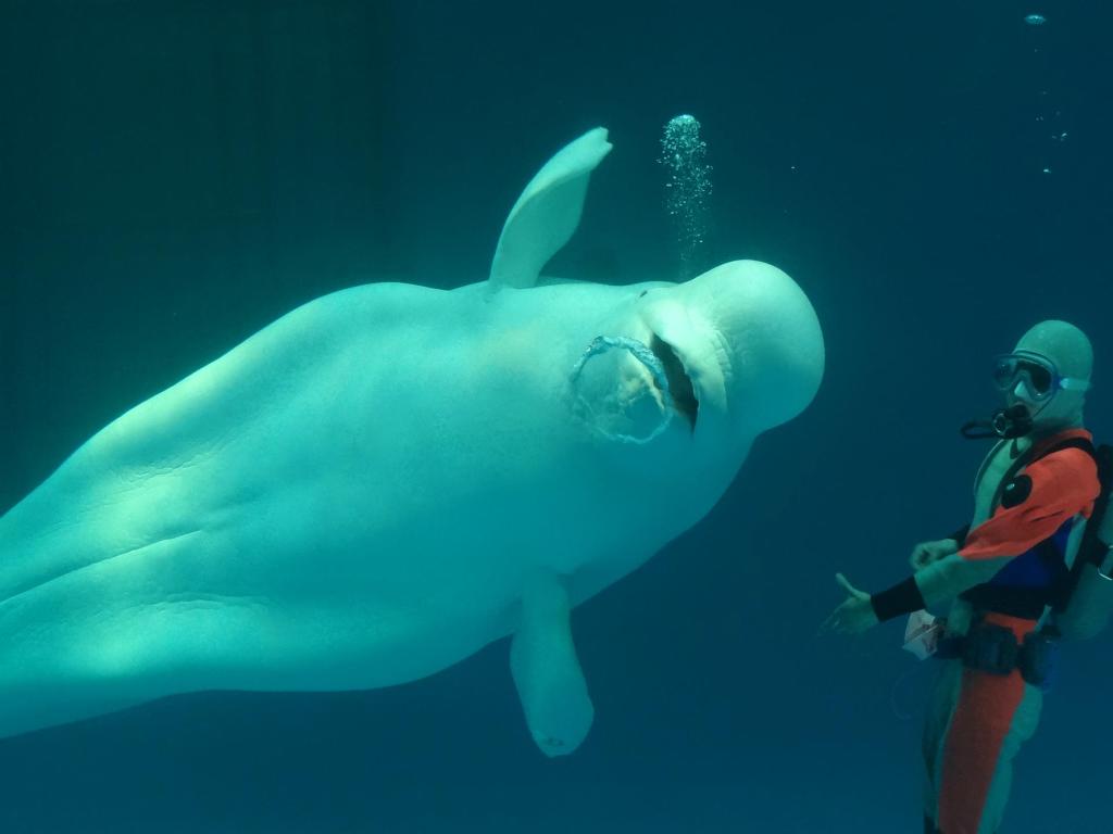 먼 옛날 인어로 오해받은 적이 있는 벨루가 | 인스티즈