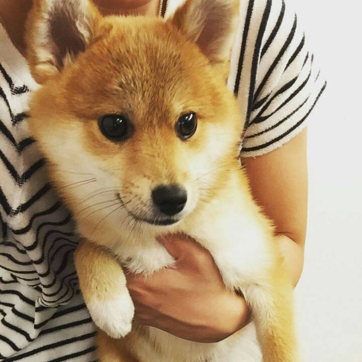 시바견 + 포메라니안.jpgif | 인스티즈