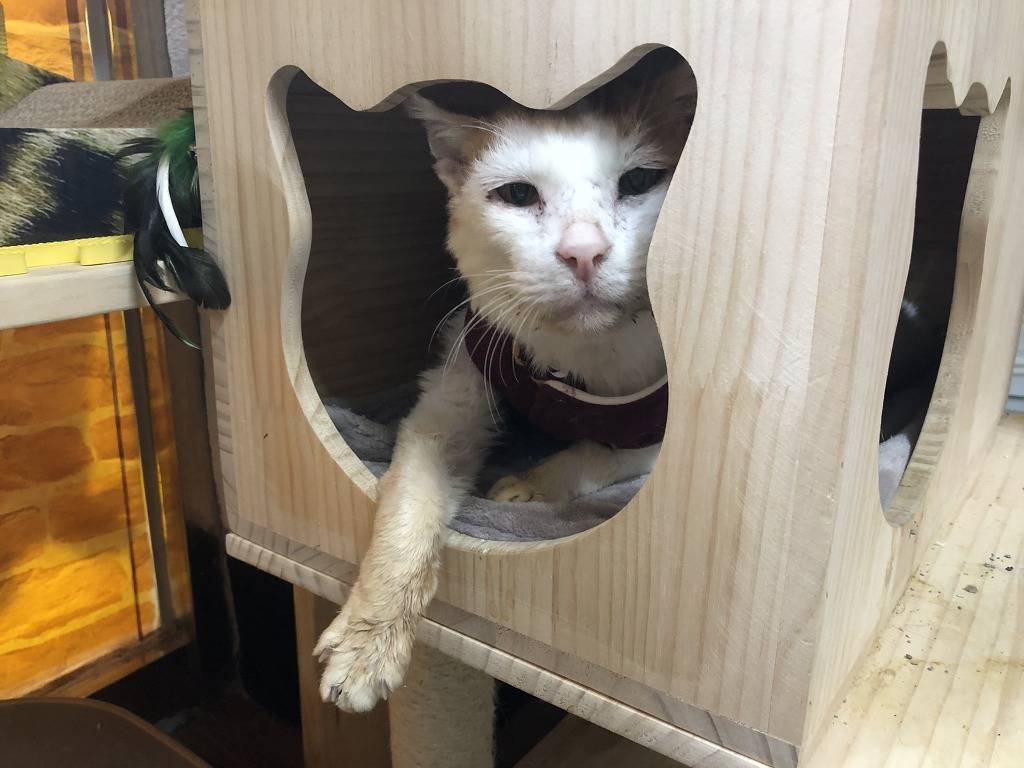 길고양이 “나비” 의 그 후 | 인스티즈