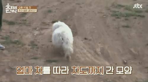 [효리네민박] 길에서 만난 강아지. jpgif | 인스티즈