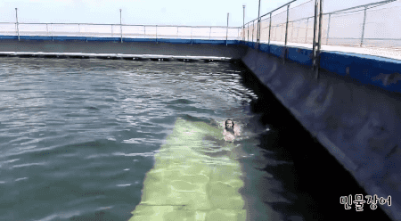 최고의 수영강사.gif | 인스티즈