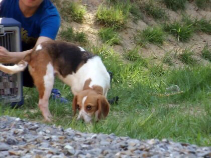 동물실험을 마친 비글들이 처음 잔디밭을 밟는 모습ㅠㅠ (우리나라야!!) | 인스티즈