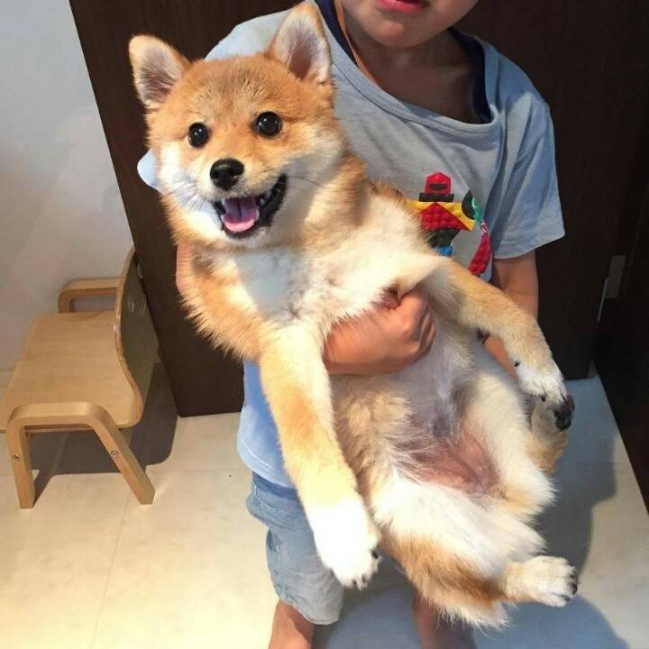 시바견 + 포메라니안.jpgif | 인스티즈