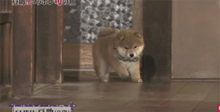 일본 교양 프로그램 마스코트인 애기 시바견ㅠㅠ.gif | 인스티즈