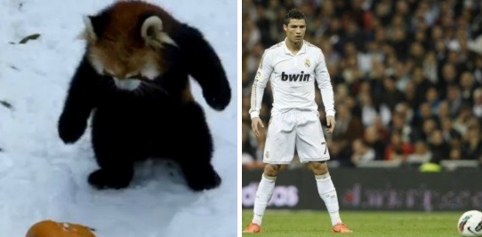 흉포함의 대명사 (잔인주의) | 인스티즈