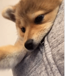 시바견 + 포메라니안.jpgif | 인스티즈