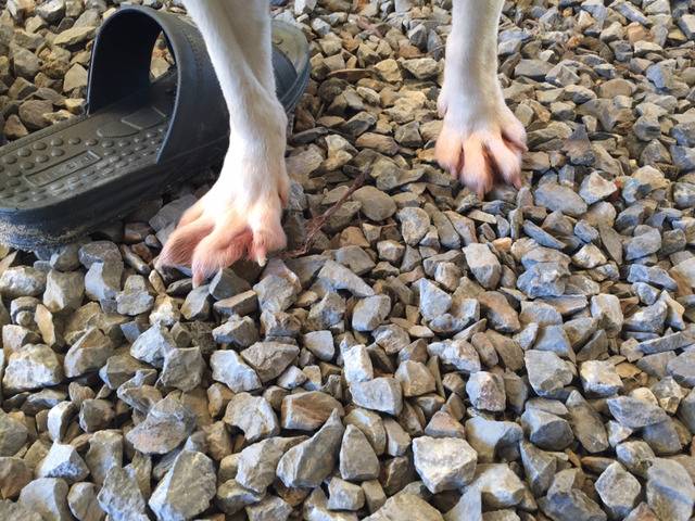 동물실험을 마친 비글들이 처음 잔디밭을 밟는 모습ㅠㅠ (우리나라야!!) | 인스티즈