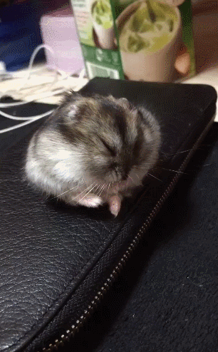 졸고있는 햄스터 | 인스티즈