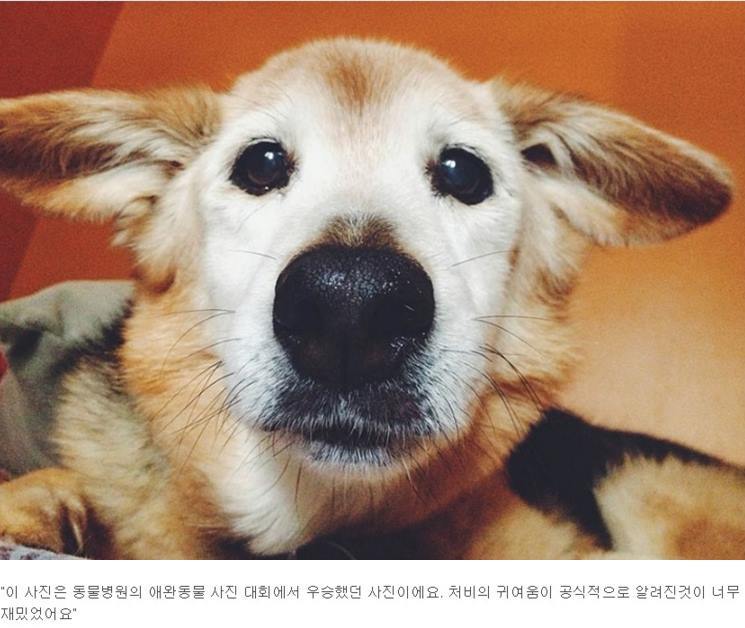 반려견과의 만남과 이별 과정.jpg | 인스티즈
