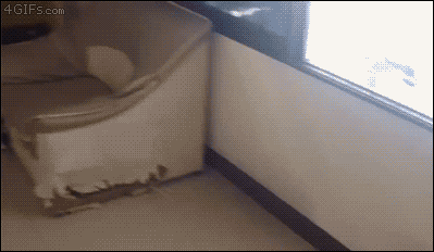 사고친 허스키.gif | 인스티즈