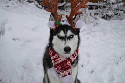 크리스마스 사진찍을 기분이 아닌 허스키 | 인스티즈