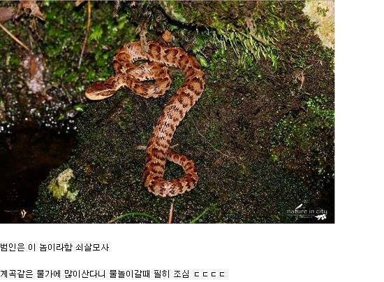 독사에물리면! [[]] | 인스티즈