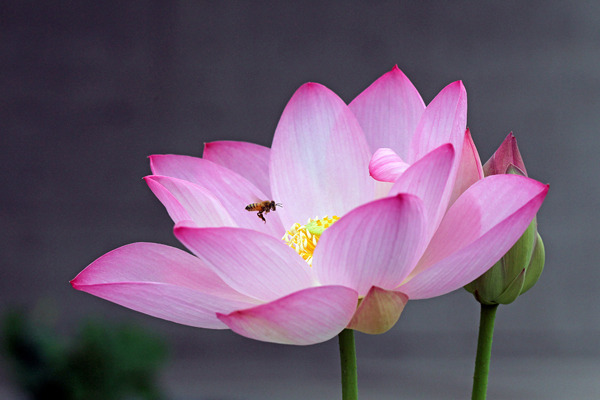 700년전 고려시대 연꽃 .jpg | 인스티즈