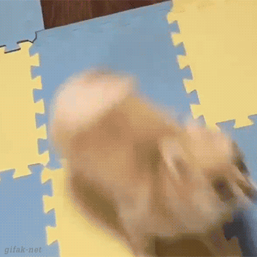 심쿵하게 만드는 동물짤들.gif (데이터주의) | 인스티즈