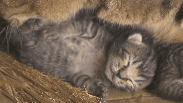 심쿵하게 만드는 동물짤들.gif (데이터주의) | 인스티즈