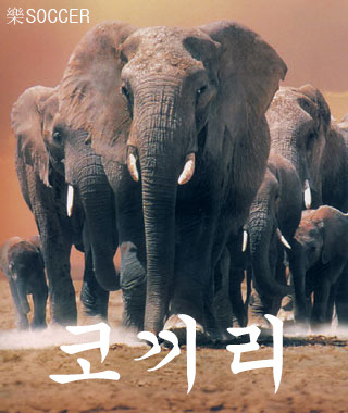 댕댕이와 코끼리 | 인스티즈