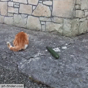 고양이를 보고 놀라는 오이 | 인스티즈