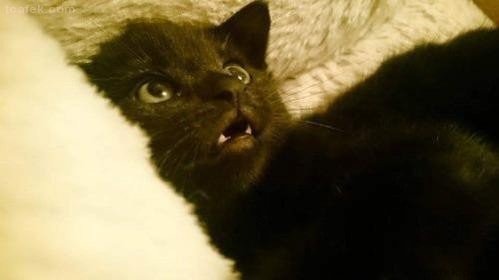 ㅅㅅ하기전에 고양이 내보내는걸 깜빡함 | 인스티즈