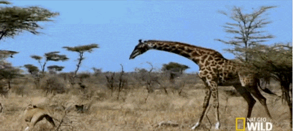 대치하고 있는 기린과 사자들 | 인스티즈