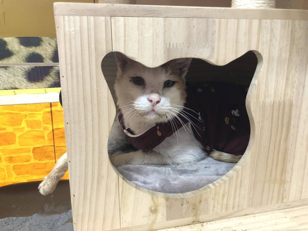 길고양이 “나비” 의 그 후 | 인스티즈