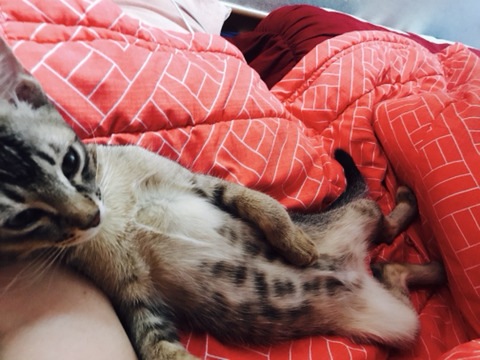 특이한 행동하는 내 반려동물 사진을 올려보자! (상황 설명도) | 인스티즈