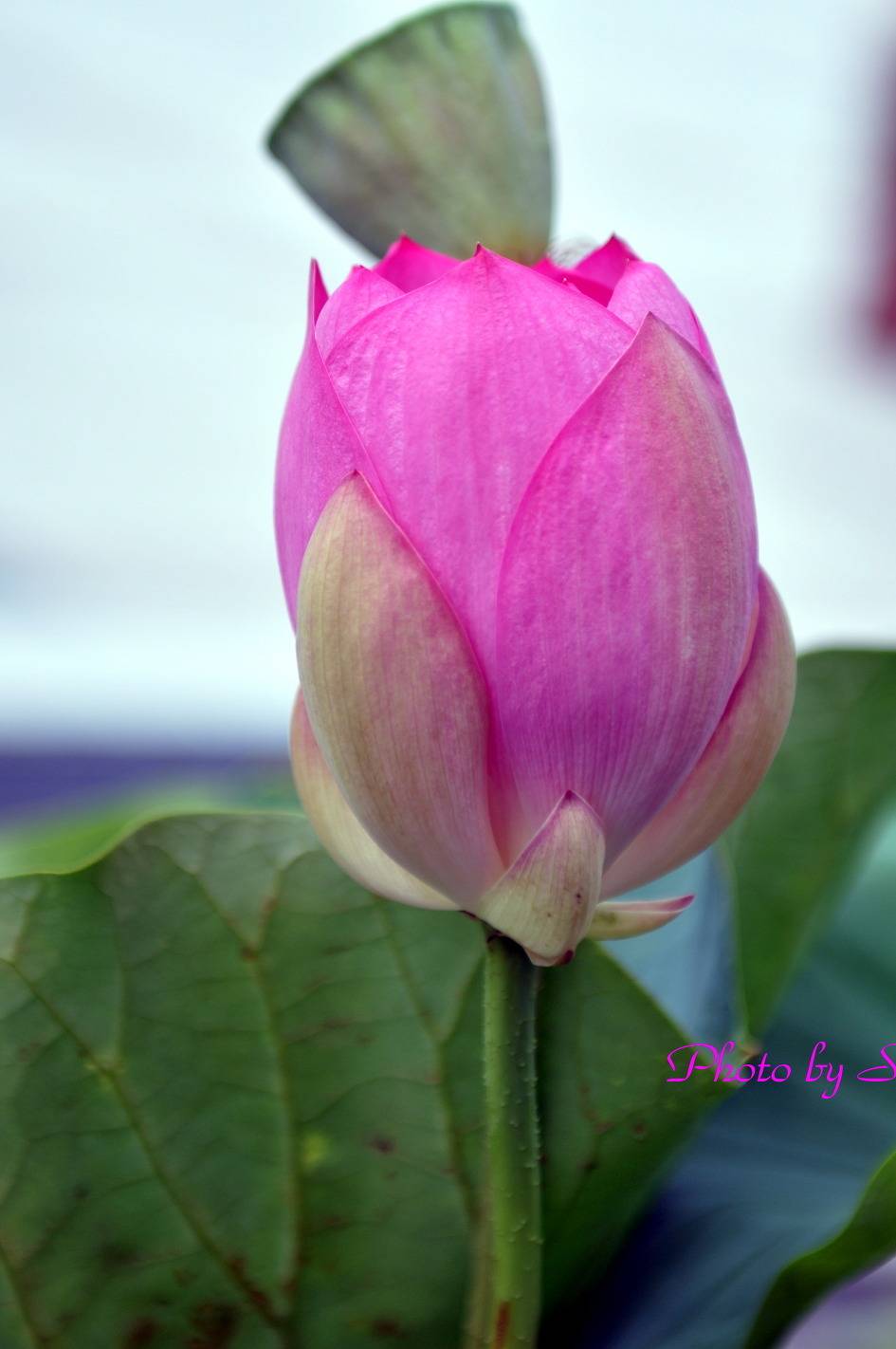 700년전 고려시대 연꽃 .jpg | 인스티즈