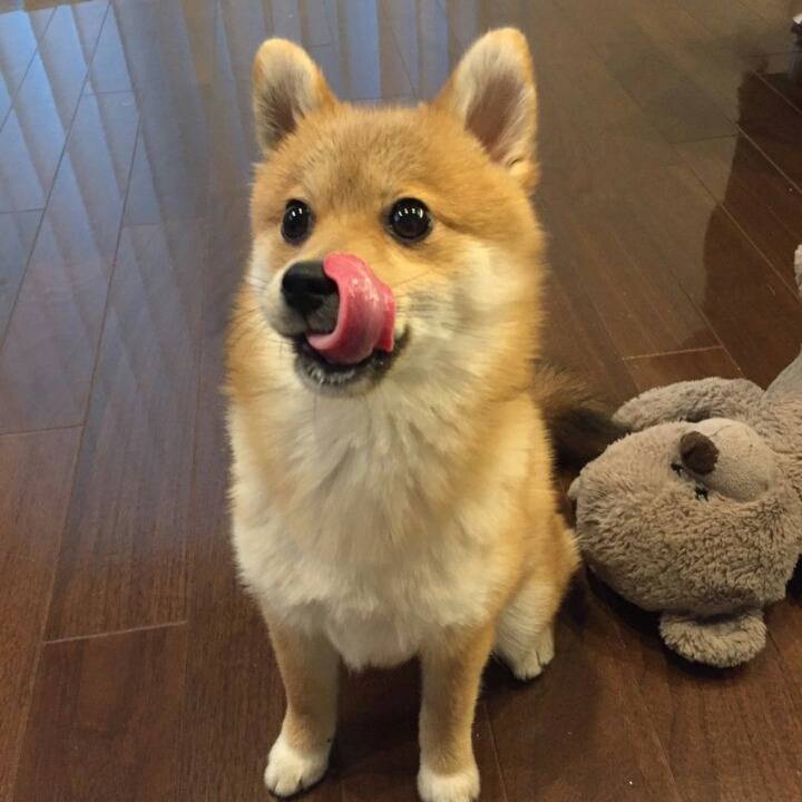 시바견 + 포메라니안.jpgif | 인스티즈