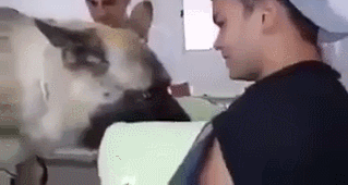 안락사 직전 주인과 신나게 노는 댕댕이.gif | 인스티즈