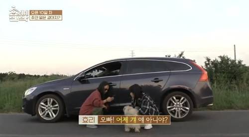 [효리네민박] 길에서 만난 강아지. jpgif | 인스티즈