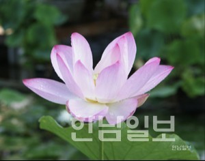 700년전 고려시대 연꽃 .jpg | 인스티즈