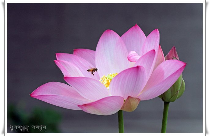 700년전 고려시대 연꽃 .jpg | 인스티즈