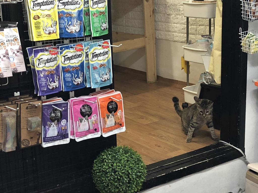 길고양이 “나비” 의 그 후 | 인스티즈