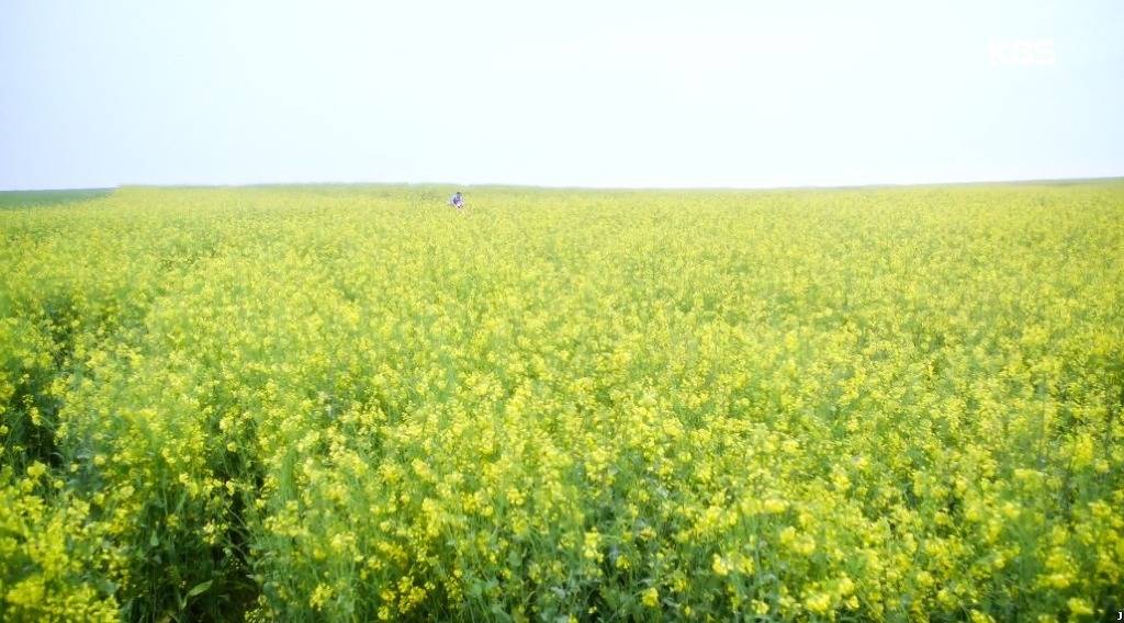 [7일의왕비] 한 폭의 수채화같던 청량하고 풋풋한 어린 채경과 진성대군 .jpgif (데이터주의) | 인스티즈