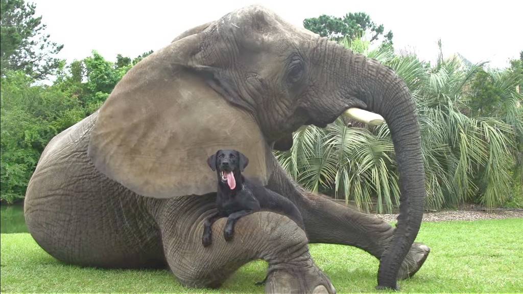 댕댕이와 코끼리 | 인스티즈