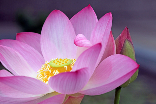 700년전 고려시대 연꽃 .jpg | 인스티즈