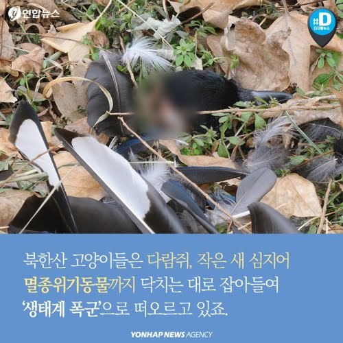 북한산을 접수한 고양이들...jpg | 인스티즈