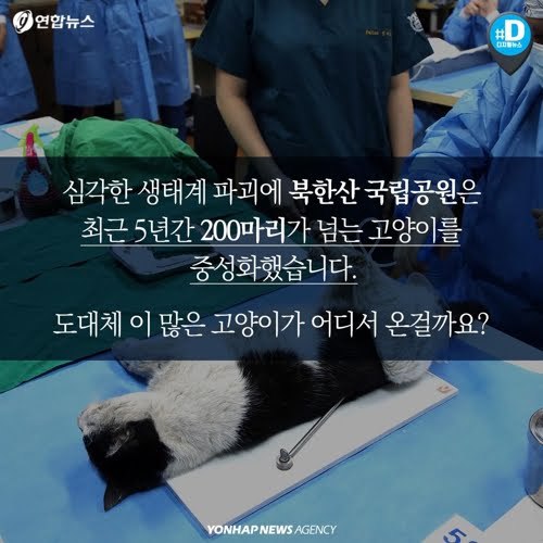 북한산을 접수한 고양이들...jpg | 인스티즈