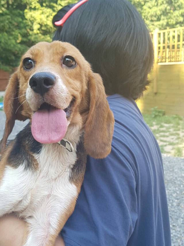 동물실험을 마친 비글들이 처음 잔디밭을 밟는 모습ㅠㅠ (우리나라야!!) | 인스티즈