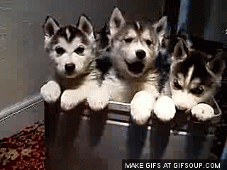 귀여운 강아지들.gif | 인스티즈