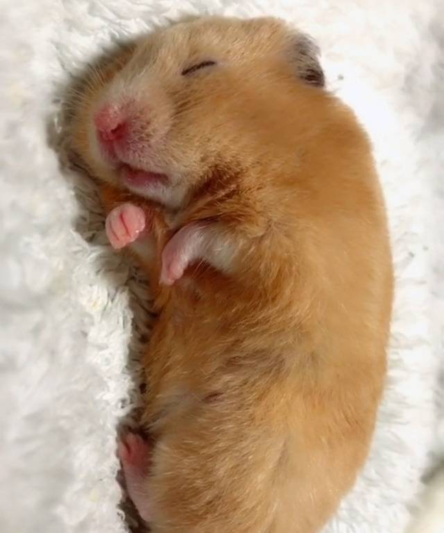 세상모르고자는 햄스터 | 인스티즈