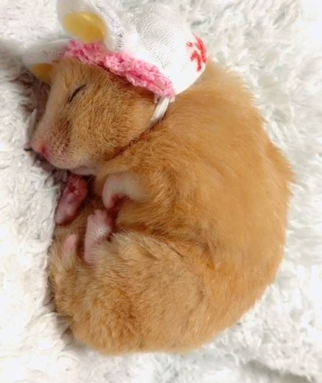 세상모르고자는 햄스터 | 인스티즈