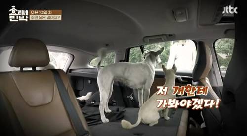 [효리네민박] 길에서 만난 강아지. jpgif | 인스티즈