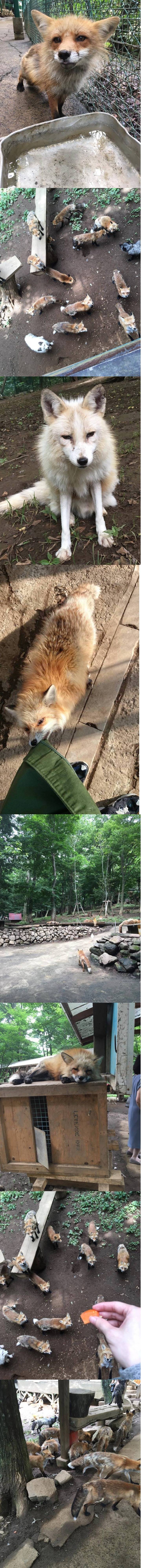 일본의 여우마을 | 인스티즈