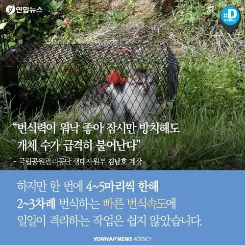 북한산을 접수한 고양이들...jpg | 인스티즈