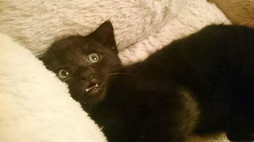 ㅅㅅ하기전에 고양이 내보내는걸 깜빡함 | 인스티즈