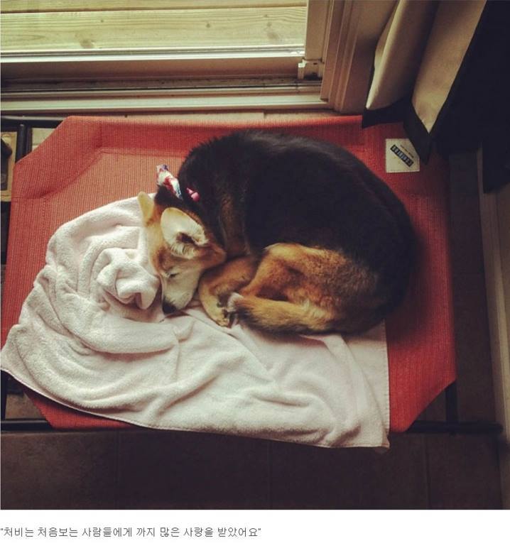 반려견과의 만남과 이별 과정.jpg | 인스티즈