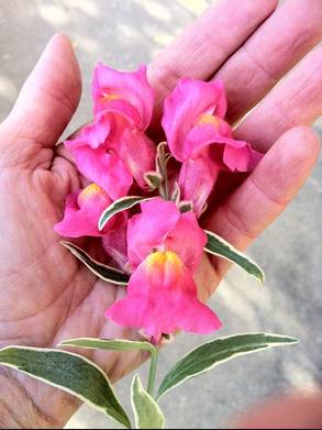 시들면 해골이 되는 꽃.jpg | 인스티즈